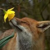 User avatar for Carlos Valderrama