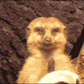 User avatar for Franjo Šimon