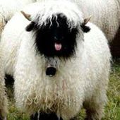 User avatar for Marija Peronja