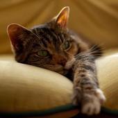 User avatar for Eli Edwards