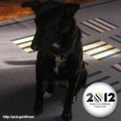 User avatar for Dubravko Jurisic