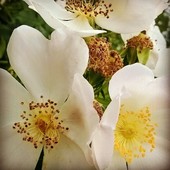 User avatar for Ela Đidara