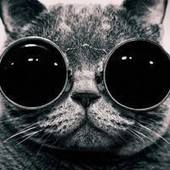 User avatar for Alma Pipić Habibović