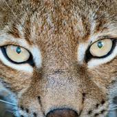 User avatar for Scot Mathieson