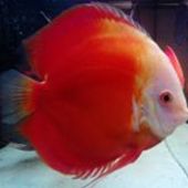 User avatar for Boris Krajnc